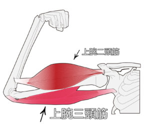 太い二の腕を痩せる方法 脱ぷるぷる 肩こりや猫背改善にも効く上腕三頭筋トレーニング Enx
